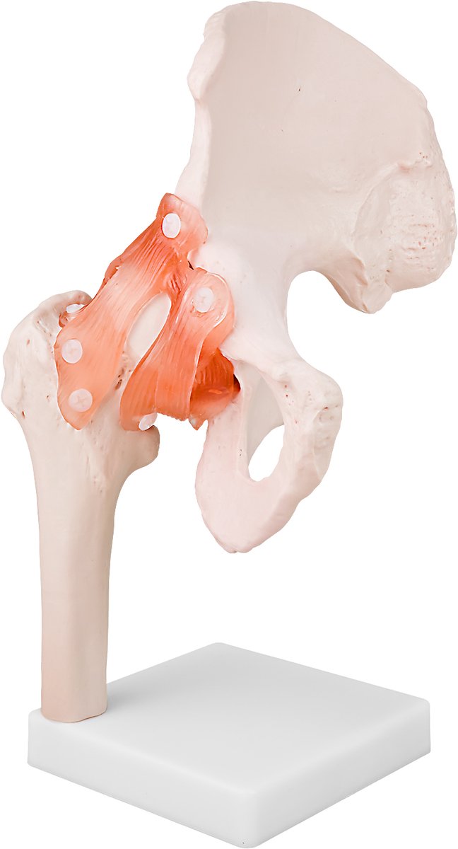 Anatomisch model, anatomisch skeletmodel, heup op ware grootte, heupgewricht, anatomisch lichaamsmodel van de menselijke botten, heupmodel op standaard, MedMod