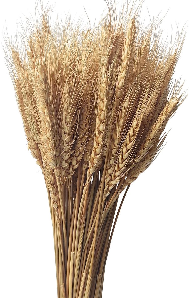 Omgoods - 200 Stuks Natuurlijke Gedroogde Tarwe voor Decoratie