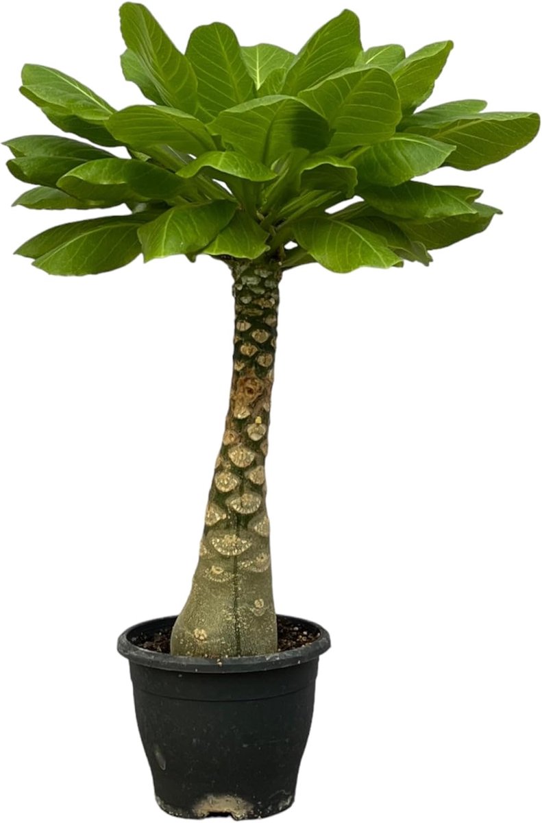 Brighamia Insignis - Hawaii palm - Kamerplant - Hoogte 20-40 cm