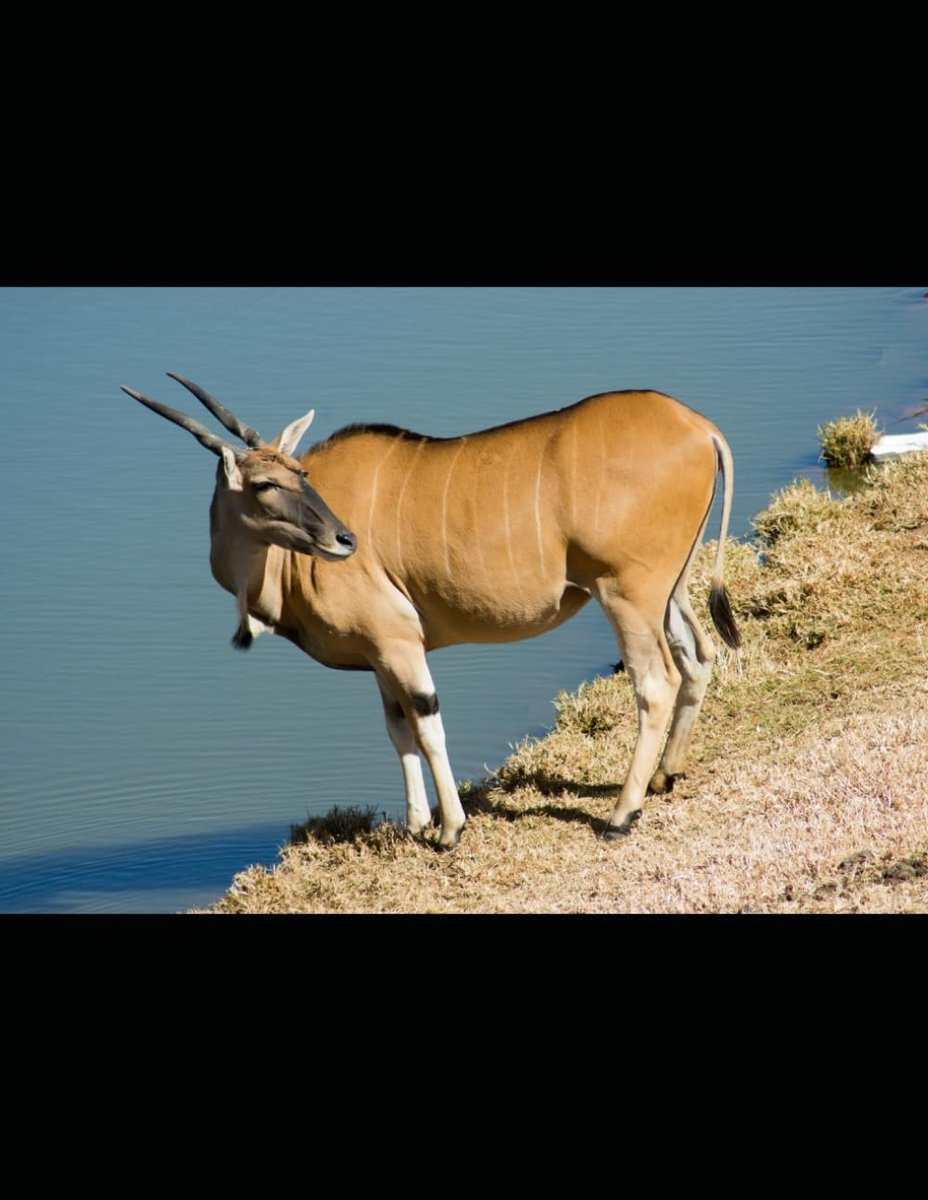 Eland Notebook