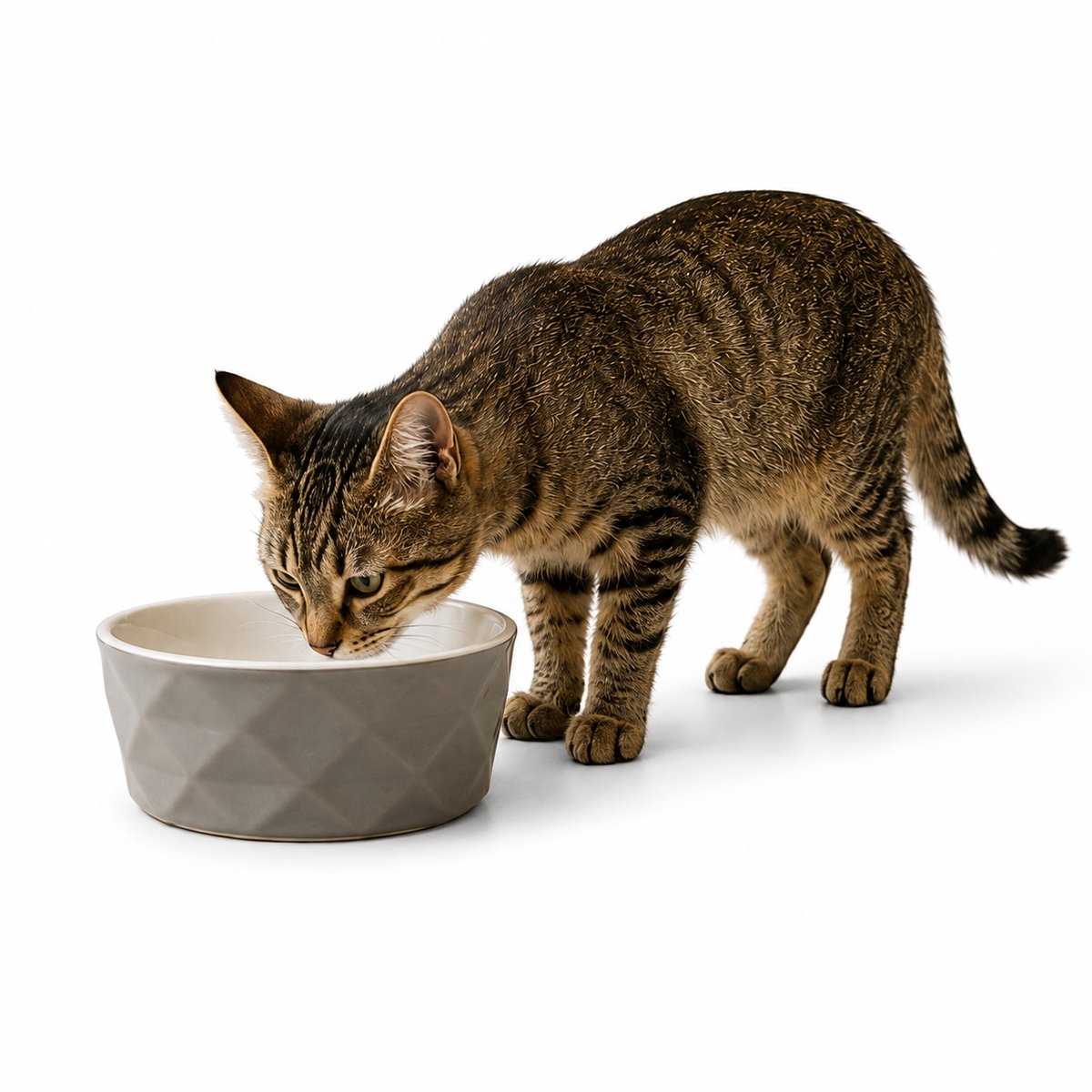 belviona Kattenvoerbak keramiek voor natvoer, droogvoer & water, 350 ml mat donkergrijs/lichtgrijs