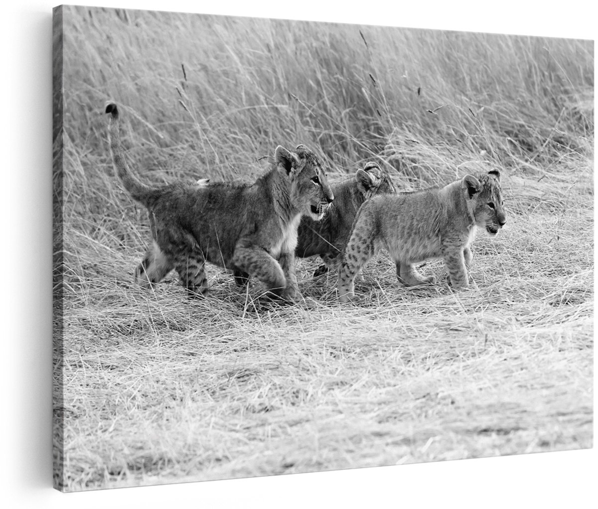 Artaza Canvas Schilderij Drie Leeuwen Welpen in het Gras - Zwart Wit - 150x100 cm - Groot - Foto Op Canvas - Wanddecoratie Woonkamer