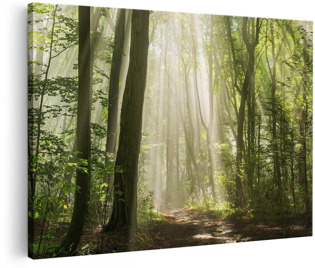 Artaza Canvas Schilderij Bos Met Bomen En Zonneschijn - 150x100 cm - Groot - Foto Op Canvas - Wanddecoratie Woonkamer