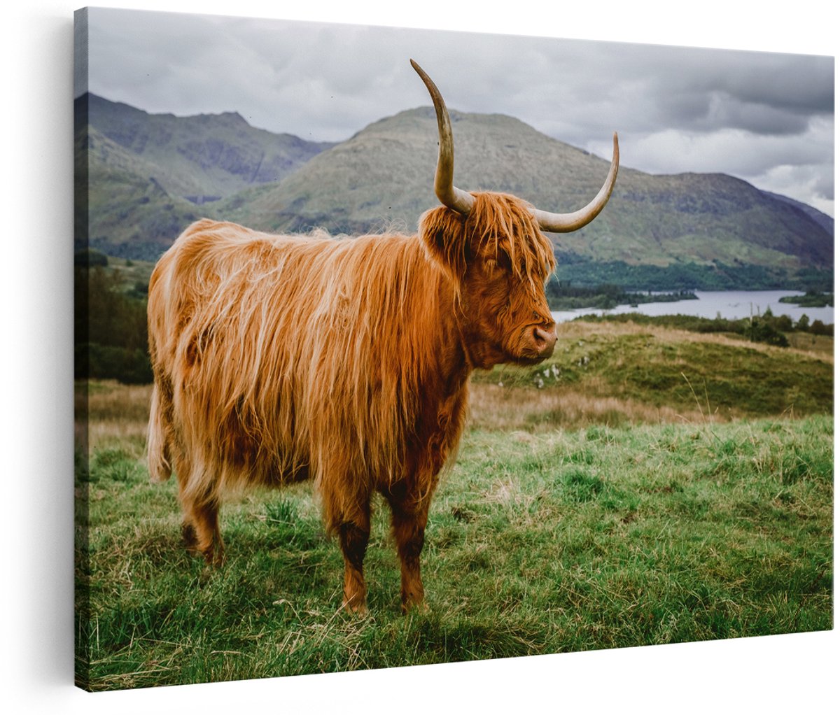 Artaza Canvas Schilderij Schotse Hooglander in de Heuvels - 150x100 cm - Groot - Foto Op Canvas - Wanddecoratie Woonkamer