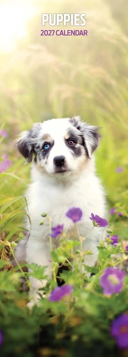 Puppy Kalender 2027 Slimline