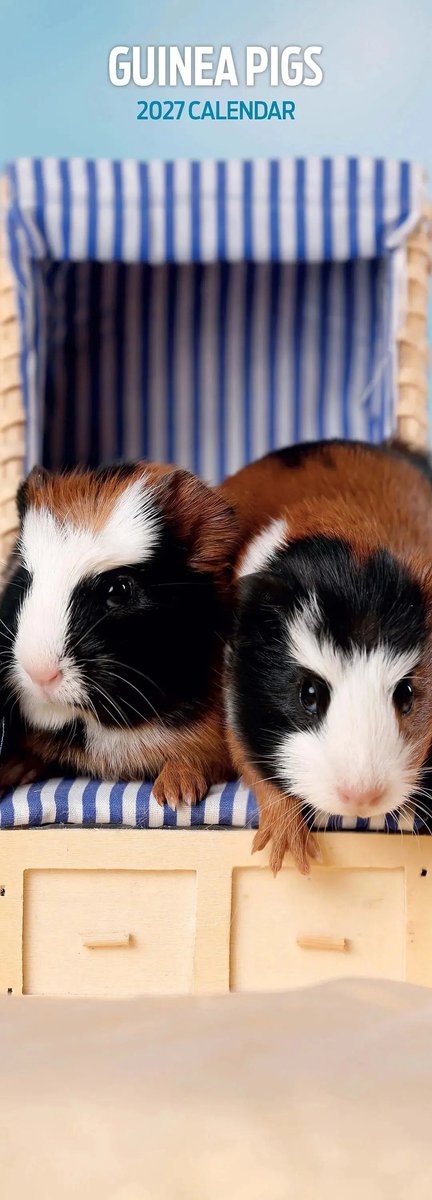 Cavia Kalender 2027 Slimline