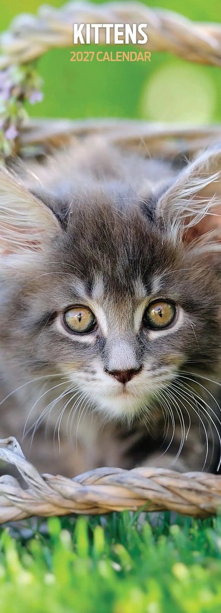 Kittens Kalender 2027 Slimline