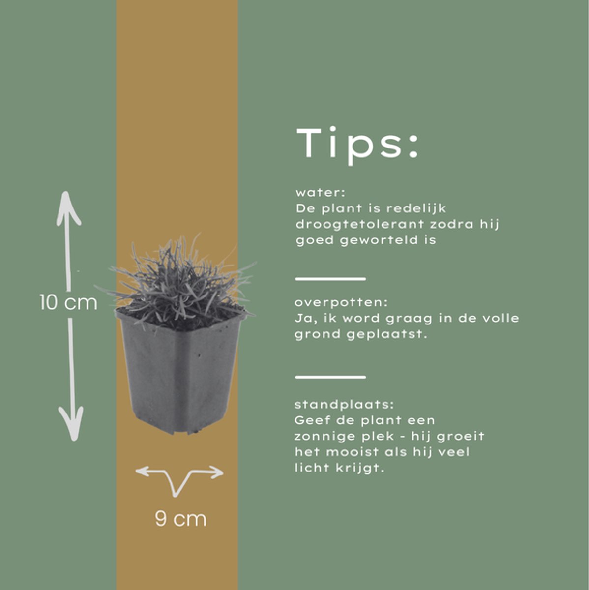 60x Armeria m. 'Splendens' - 10-25cm - Ø9cm