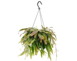 Rhipsalis Red Coral - Ø17cm - 25cm