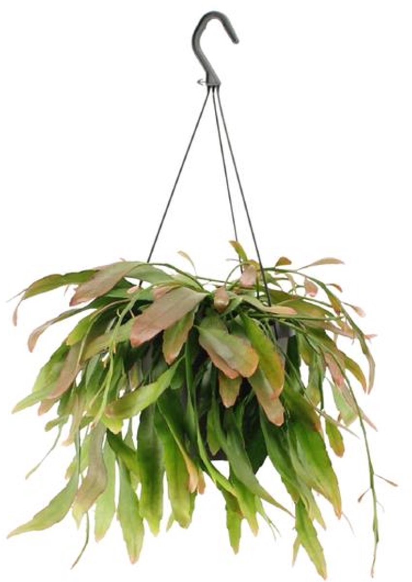 Rhipsalis Red Coral - Ø17cm - 25cm