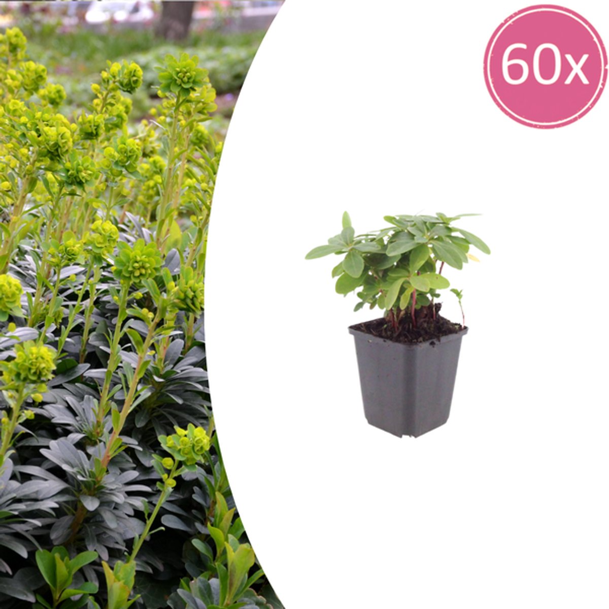 60x Euphorbia amygdal. robbiae - 10-25cm - Ø9cm