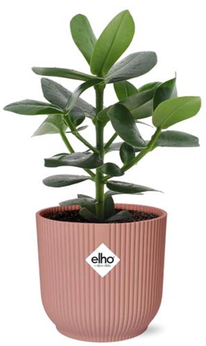 Clusia Princess in ELHO Vibes Fold 14cm roze