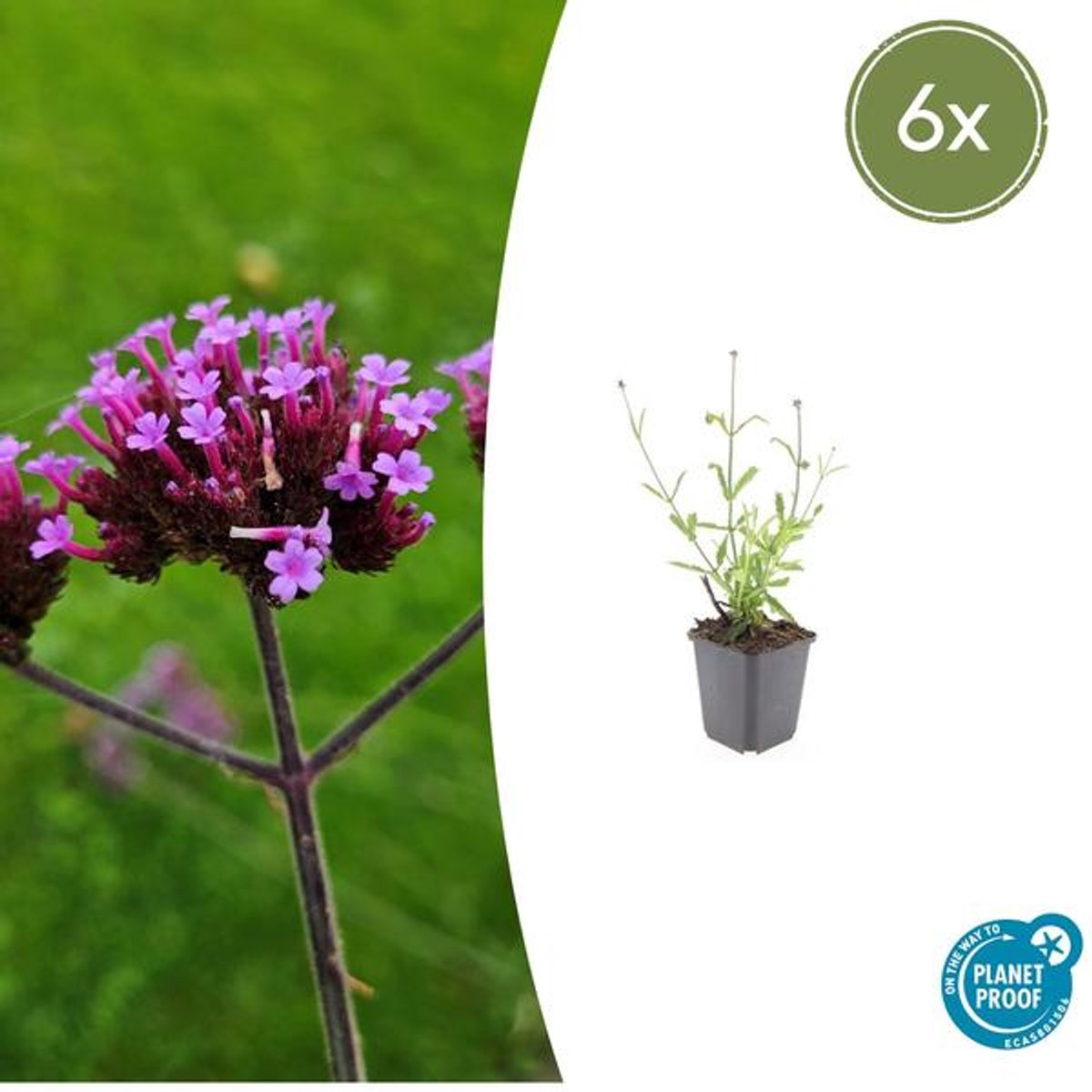 6x Verbena bon. 'Lollipop' - 10-25cm - Ø9cm