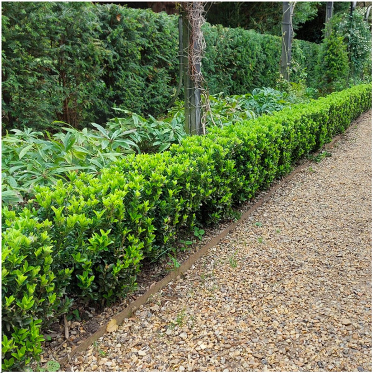 8 x 6 pack Euonymus 'Green Spire' - Ø 7 cm - ↨ 15 cm