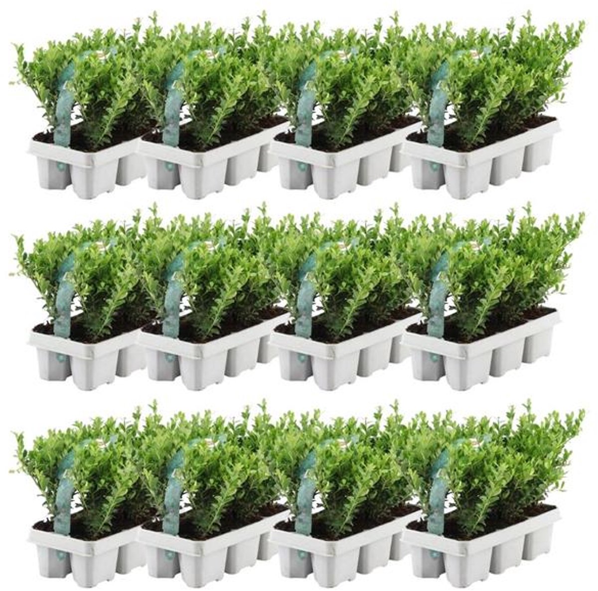 12 x 6 pack Ilex crenata 'Jenny' - Ø7 cm - 15 cm