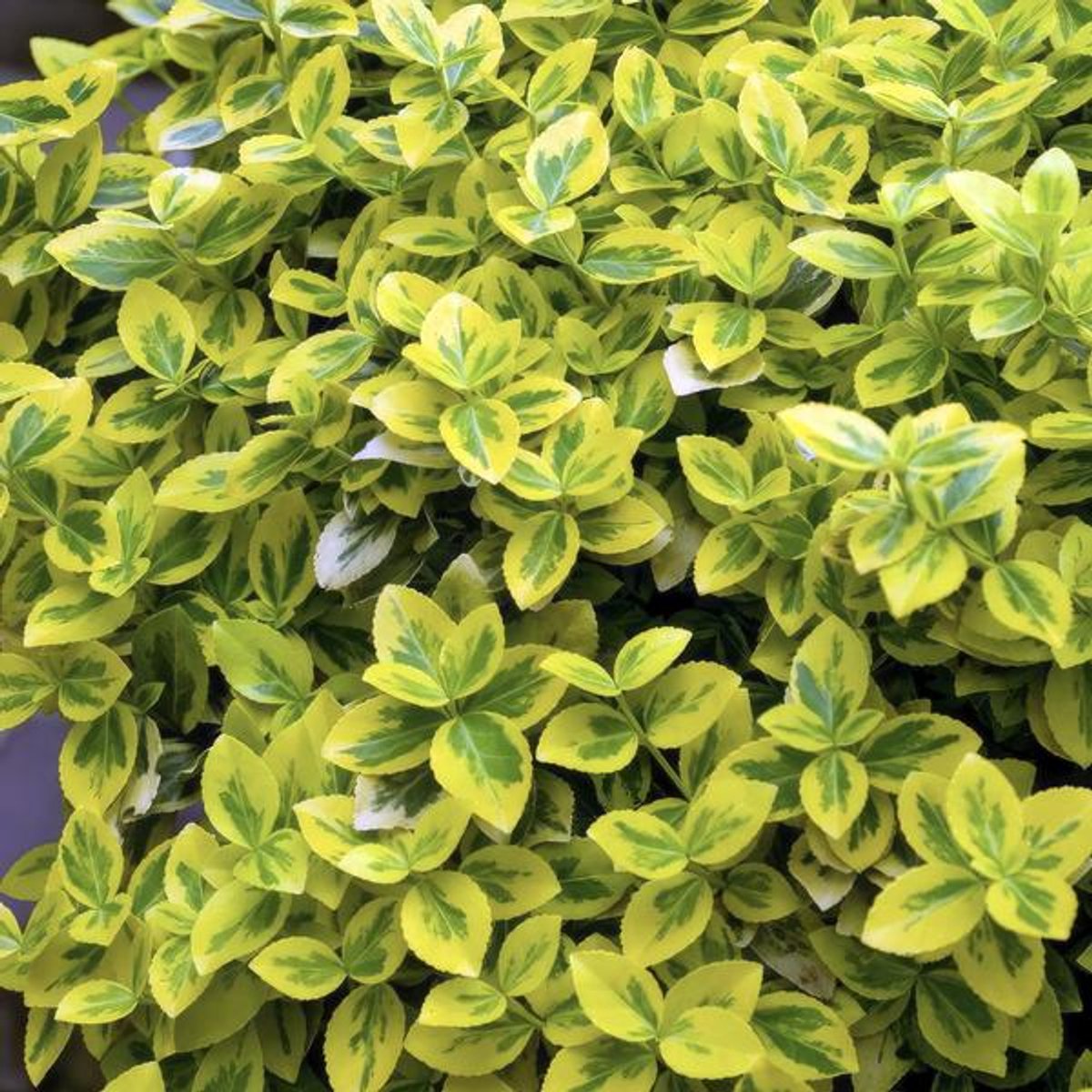 48x Euonymus fort. 'Emerald 'n Gold’ - 10-25cm - Ø9cm
