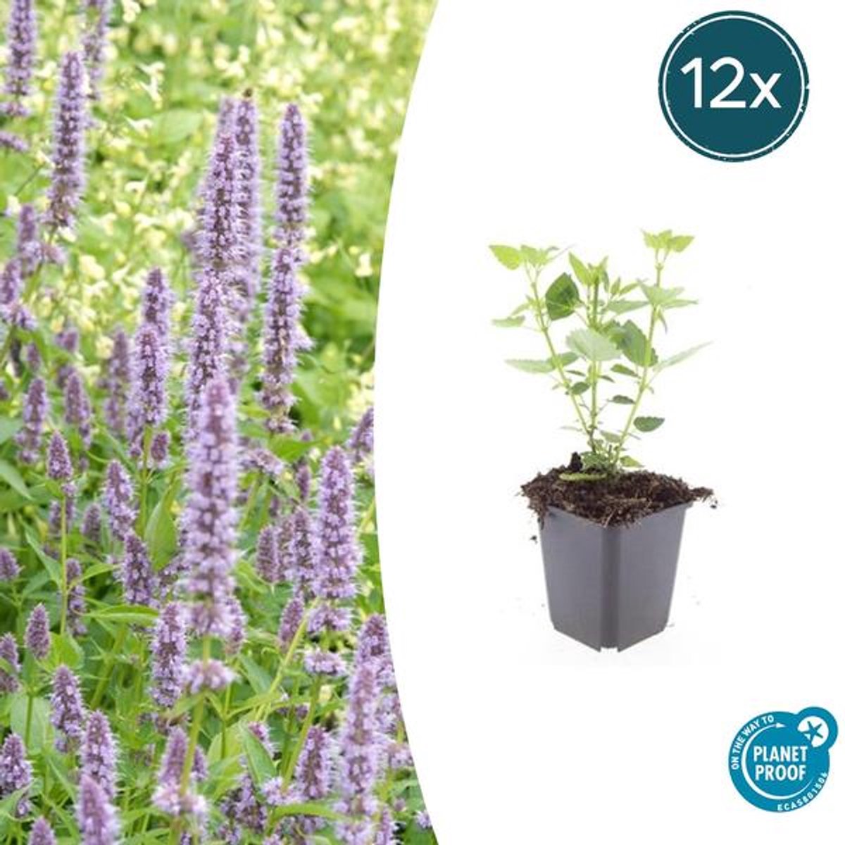 12x Agastache 'Blue Fortune' - 10-25cm - Ø9cm