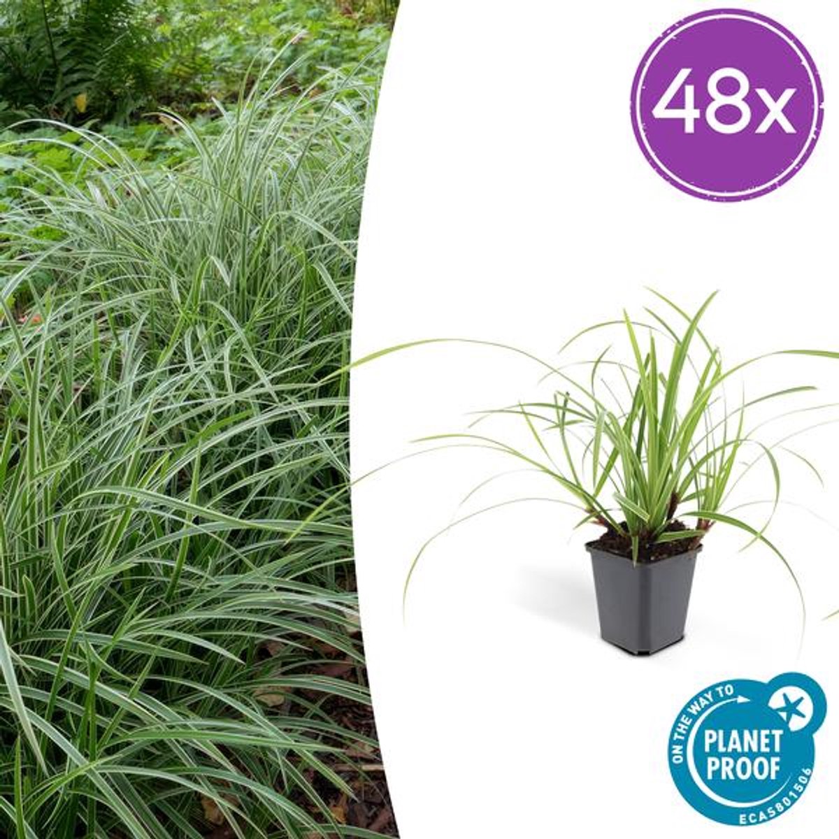 48x Carex morrowii 'Ice Dance' - 10-25cm - Ø9cm