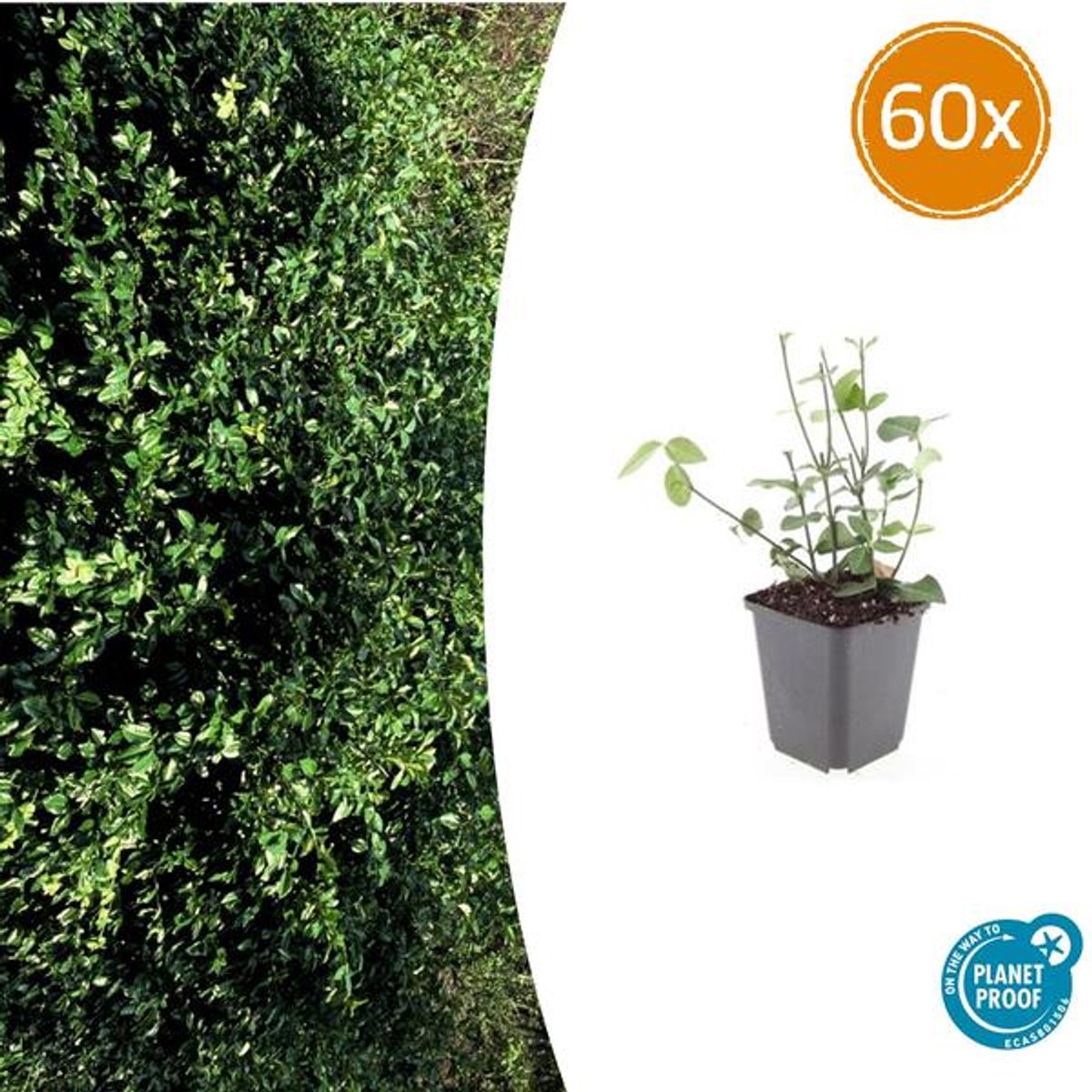 60x Euonymus fort. 'Coloratus' - 10-25cm - Ø9cm