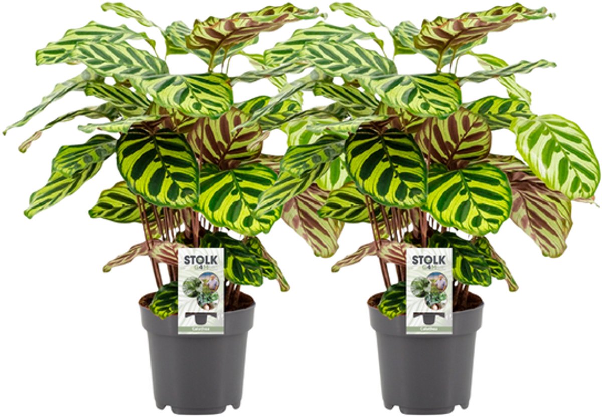 Calathea Makoyana (Paauwenplant) - 2 stuks - Ø14cm - 45cm