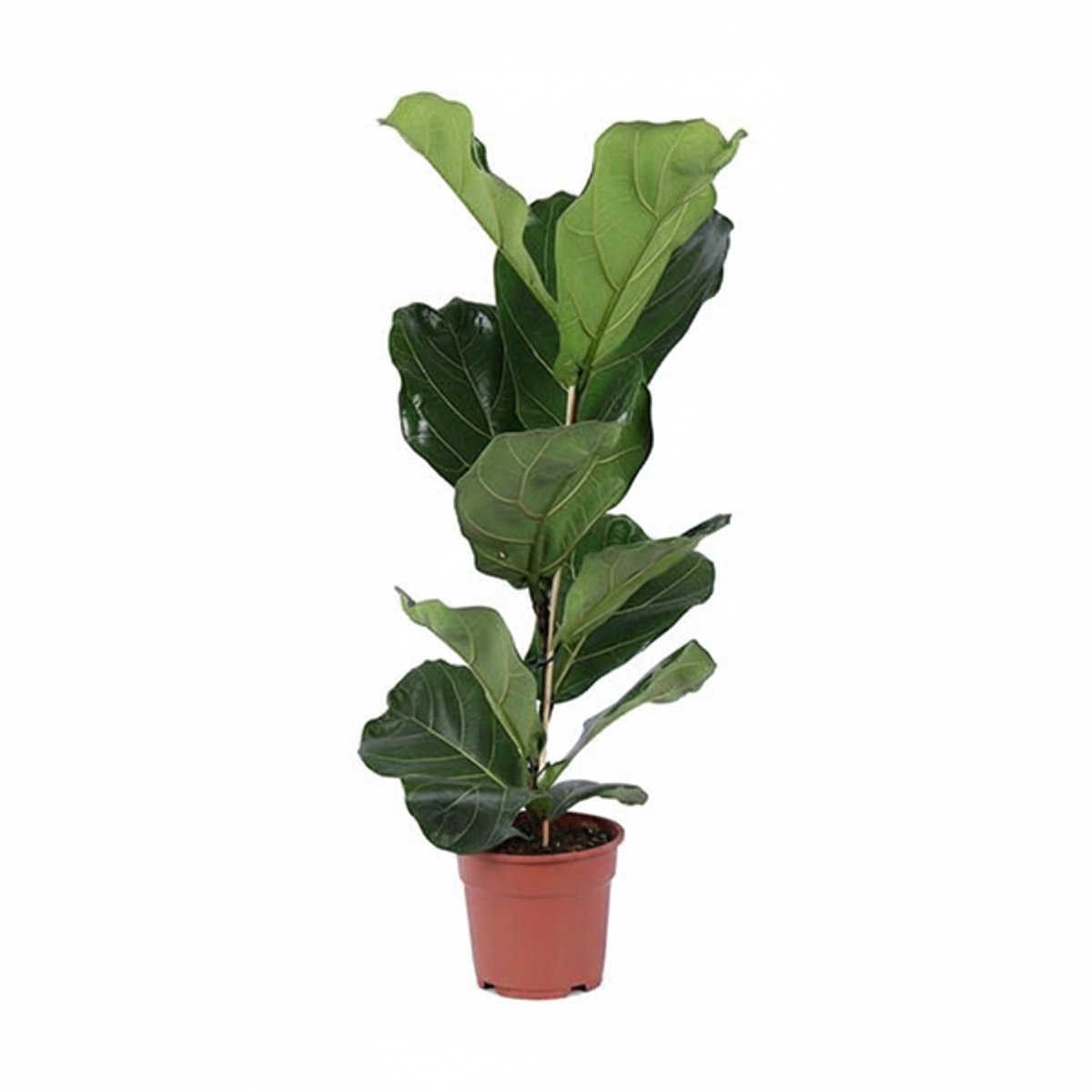 Ficus Lyrata struik (Vioolbladplant) Ø17cm - 80cm