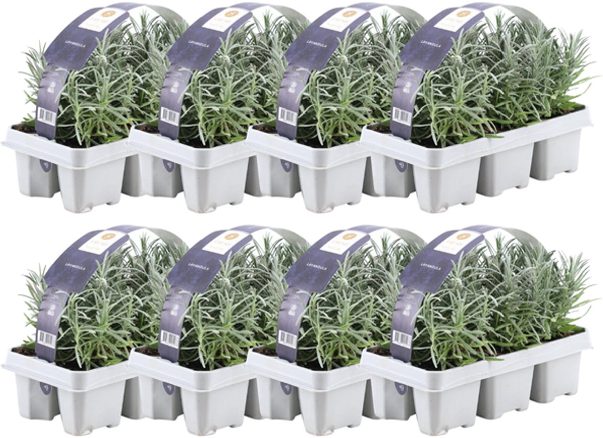 8 x 6 pack Lavendel angustifolia - Ø7 cm - 15 cm