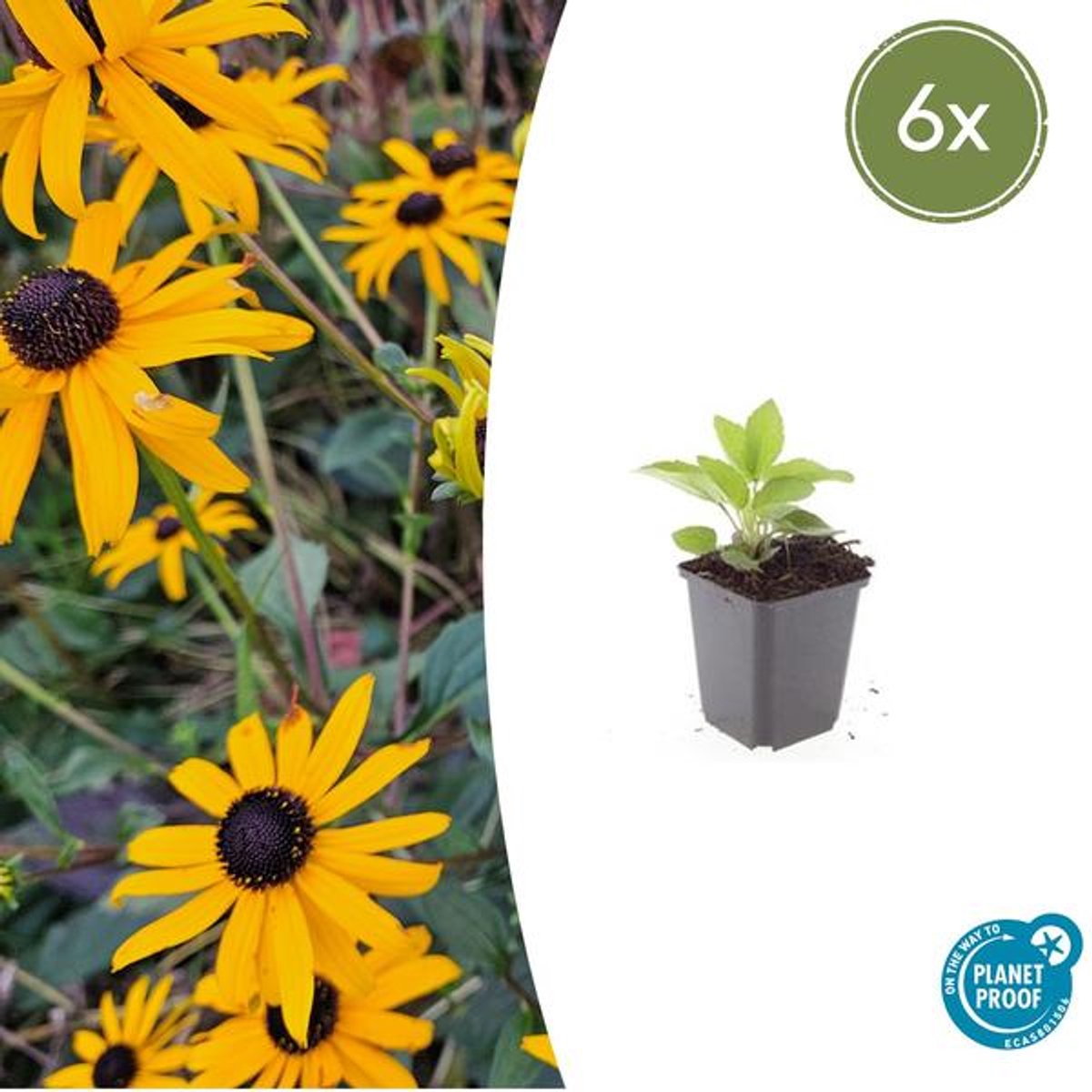 6x Rudbeckia fulgida 'Goldsturm' - 10-25cm - Ø9cm
