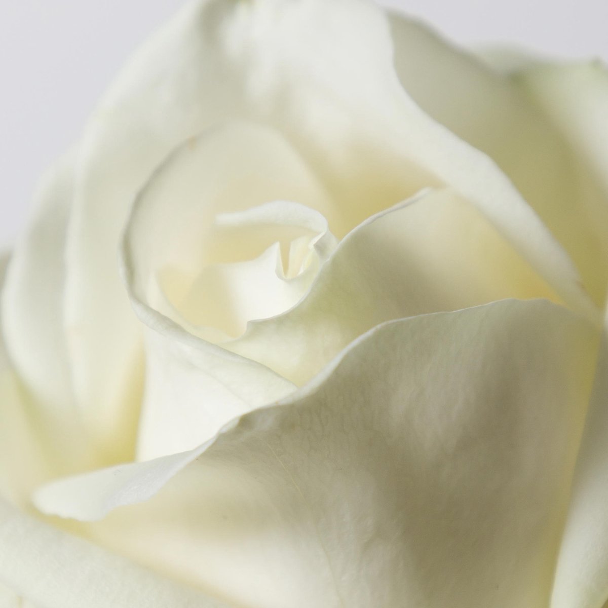 10x Rosa avalanche+ 50cm