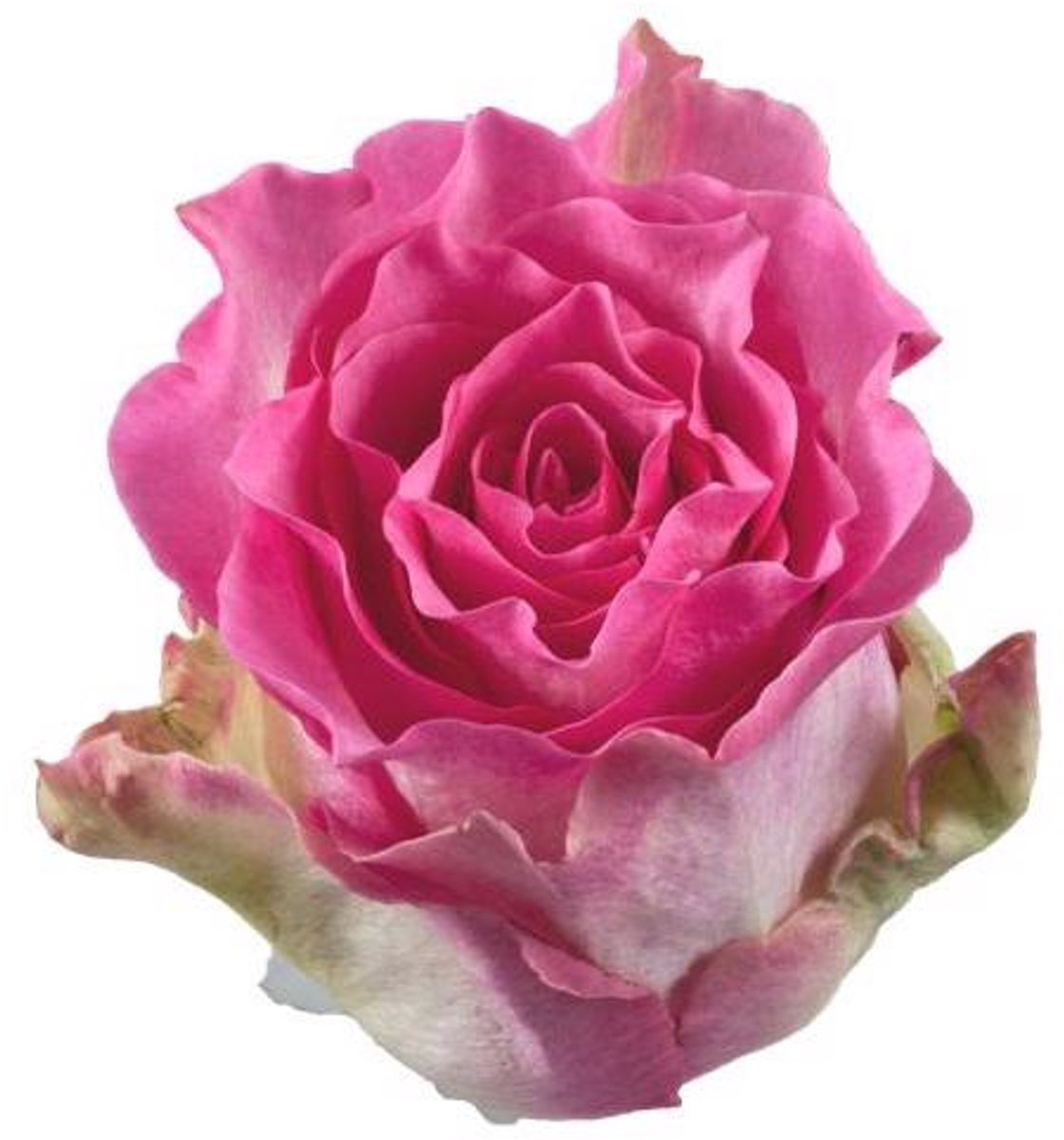 10x Rosa malibu 50cm