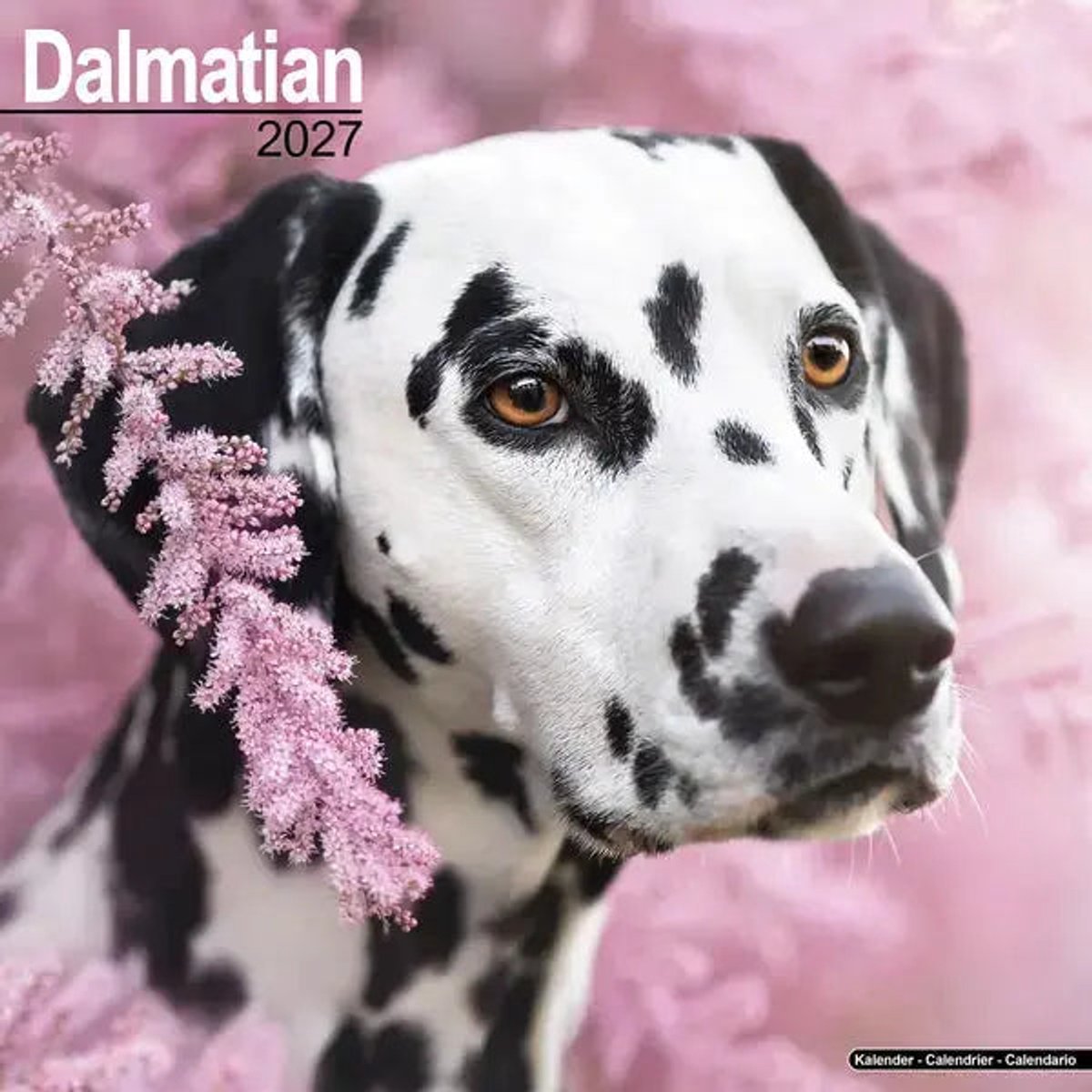 Dalmatier Kalender 2027
