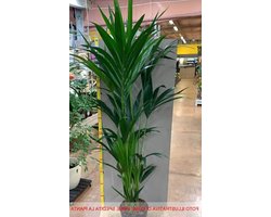 Kentia Palm - Kenzia Plant - Binnen Decoratie - Langzaam Groeiend - Pot 17 cm - Groen