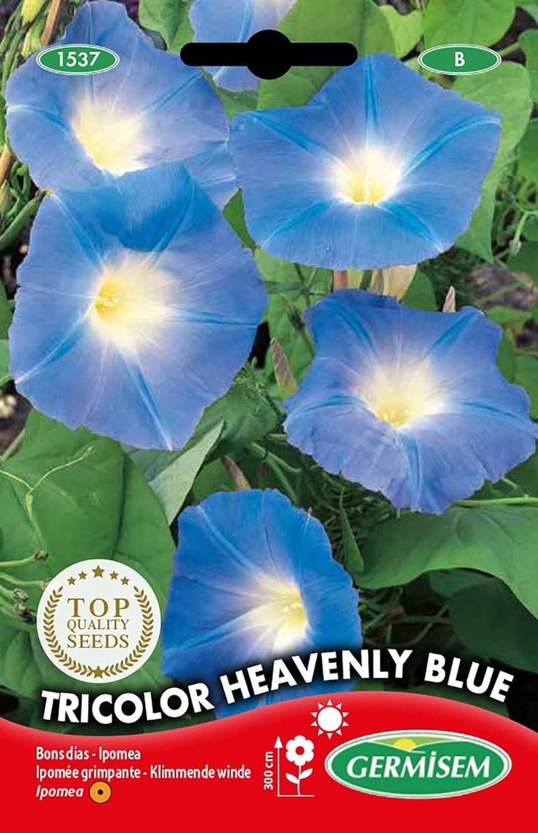 Trechter Lier Zaden - Blauw - Snelgroeiende bloeier - Grote klokvormige bloemen - Voor de tuin