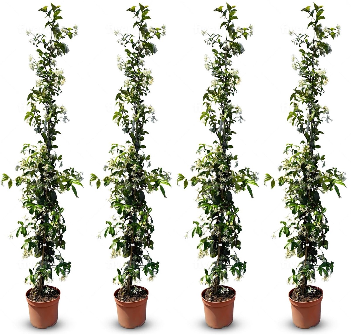 Dailygoods- Klimplant Winterhard - Toscaanse Jasmijn - 120 cm - Klimplantrek - Onderhoudsvriendelijk - Geurige Bloemen - A+ - Klimplanten