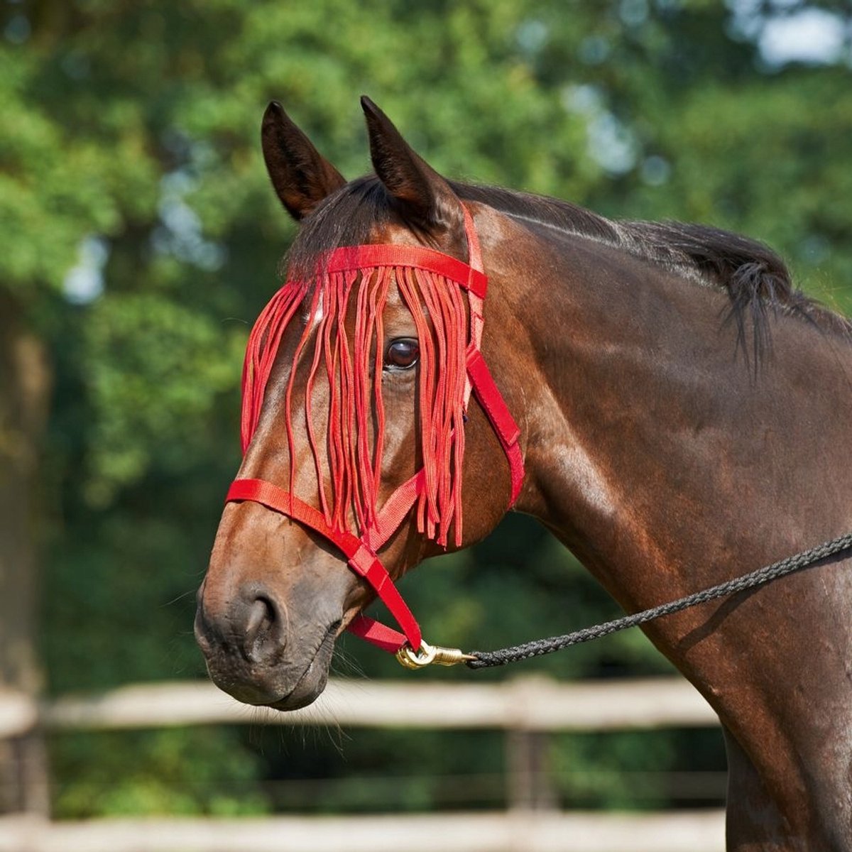 Busse Pony Halster met Franjes - Zonder Beslag - Klittenband - Rood