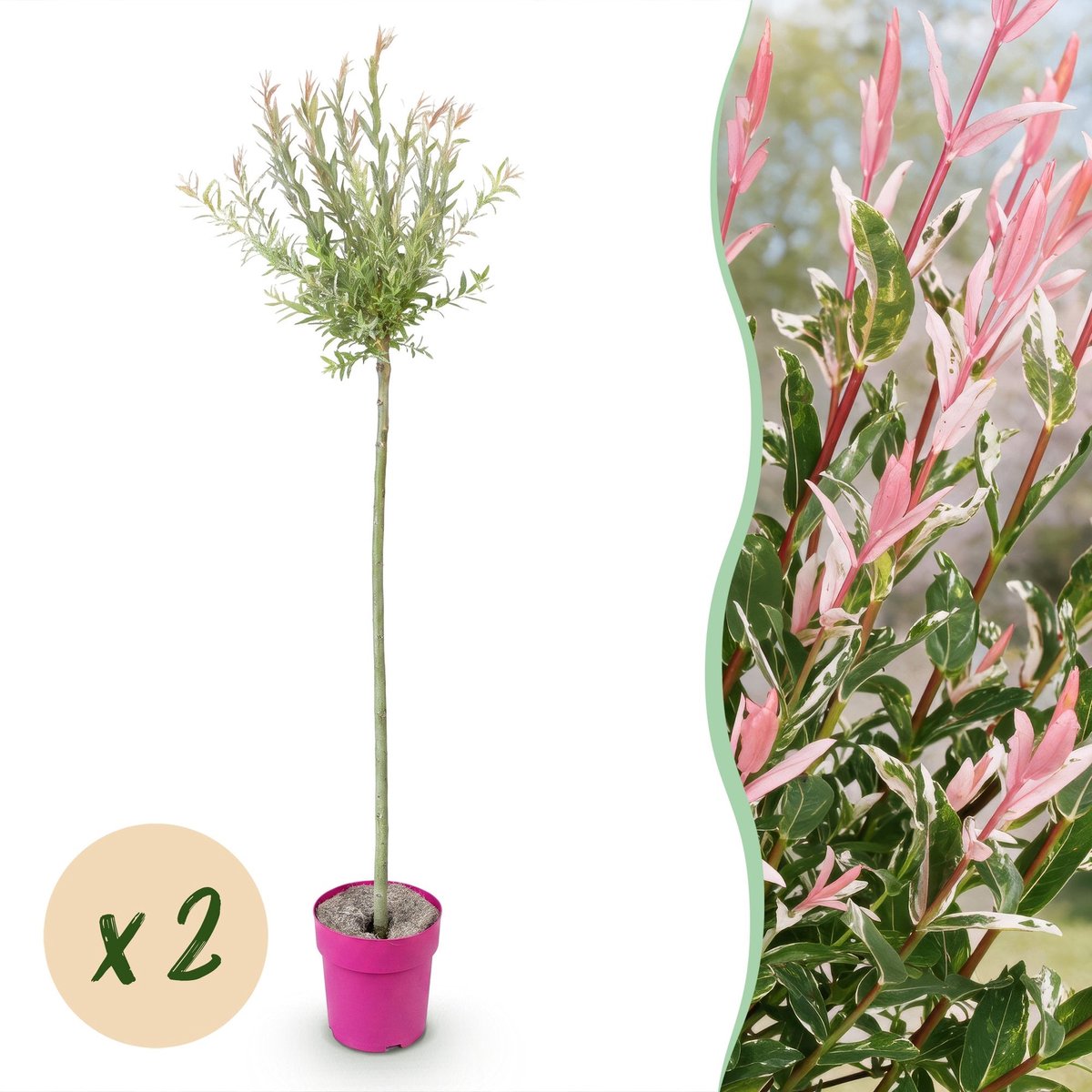 Green boutiQ - 2x Salix Flamingo - Flamingo wilg - Bont Roze - Boom - Ø23cm - 140-160cm