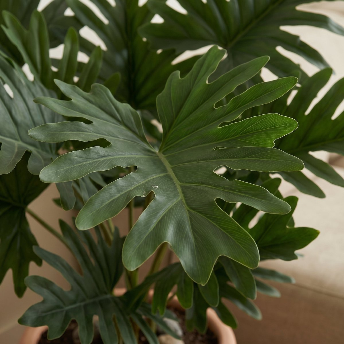 Trendyplants - Kunst Philodendron Selloum - Boomphilodendron - Kunstplant - Hoogte 70cm - Potmaat Ø19cm