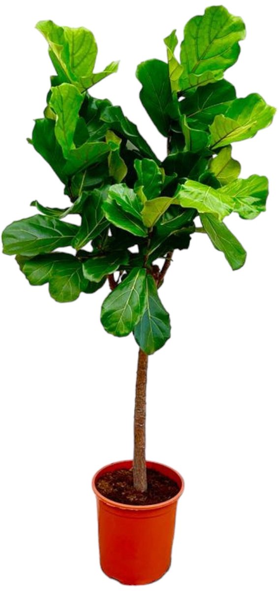 Bol.com Trendyplants - Ficus Lyrata boom - Tabaksplant - Kamerplant - Hoogte 140-160 cm - Potmaat Ø30cm aanbieding