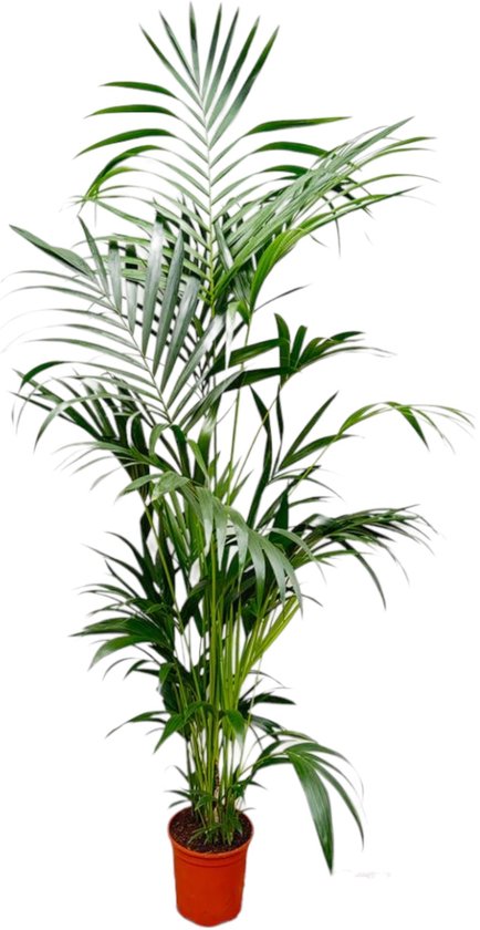 Trendyplants - Kentia palm - Howea Forsteriana - Kamerplant - Hoogte 190-210 cm - Potmaat Ø24cm