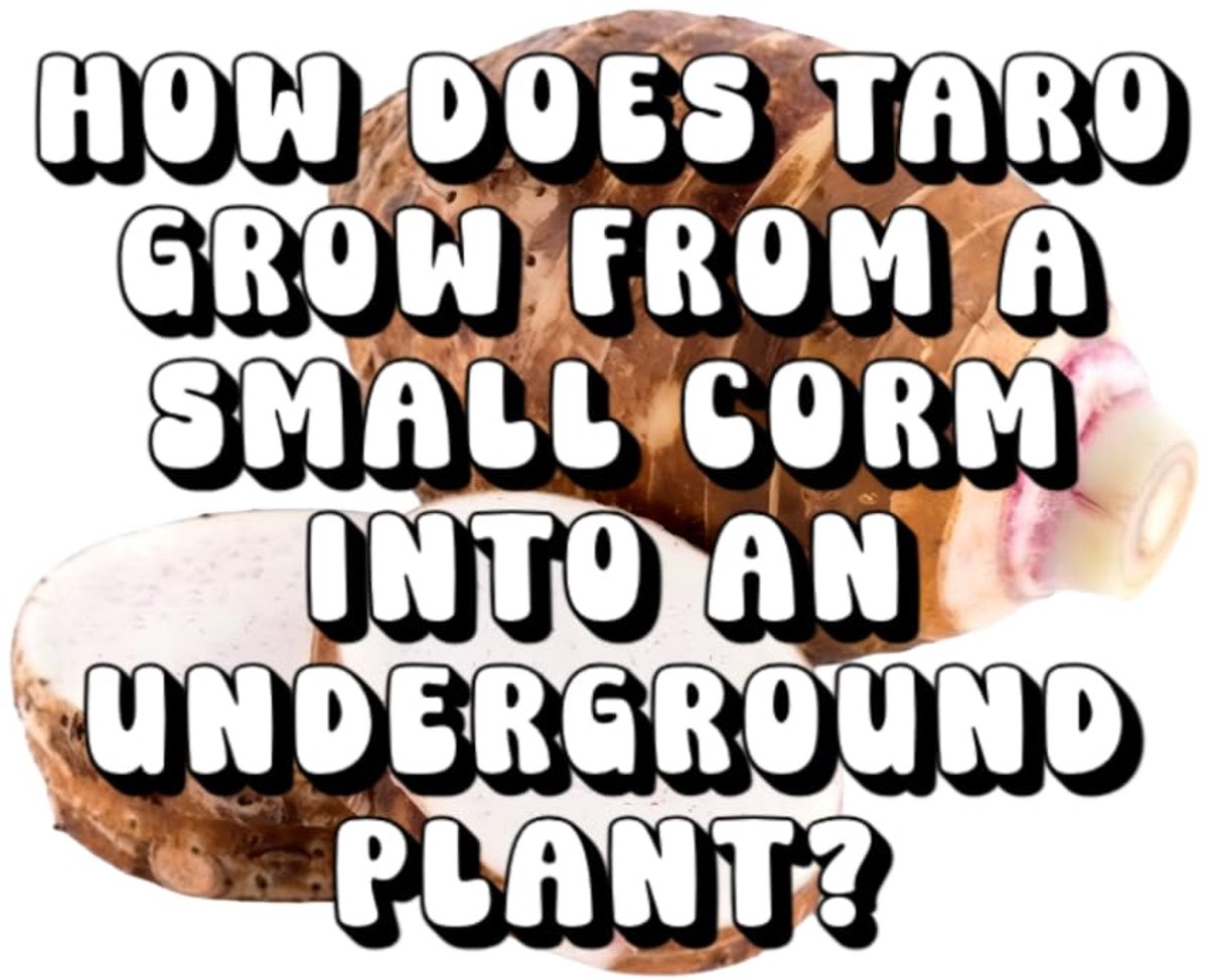 Does Taro Grow From a Small Corm Into an Underground Plant?