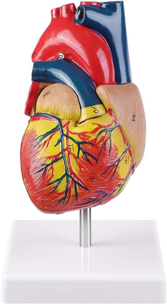 Hartmodel Anatomie - Menselijk Hart - Educatief Leren - 34 Markeringen - Levensgroot Model - Meerkleurig