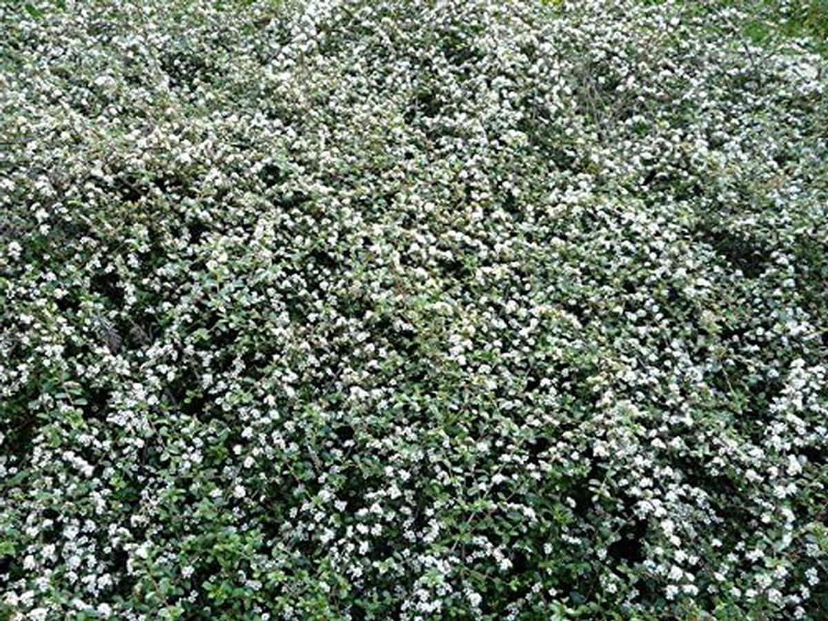 Cotoneaster Dammeri - Kruipende Dwergmispel - Tuin Begroeiing - Altijd Groen - Pot 11 cm - Rode Bessen