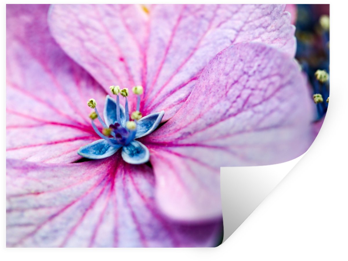 Muurstickers - Sticker Folie - Hortensia details - 80x60 cm - Plakfolie - Muurstickers Kin