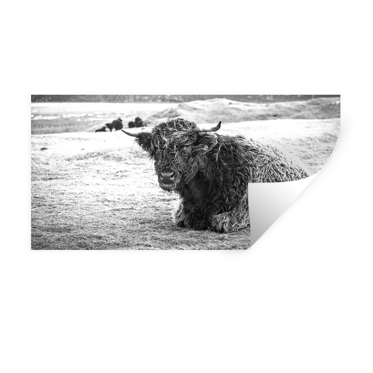 Muurstickers - Sticker Folie - Schotse Hooglander - Berg - Dieren - 40x20 cm - Plakfolie -