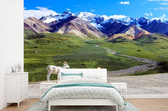 Behang - Fotobehang Dalschapen in het Nationaal park Denali in Noord Amerika met op de achtergrond een berglandschap - Breedte 330 cm x hoogte 220 cm