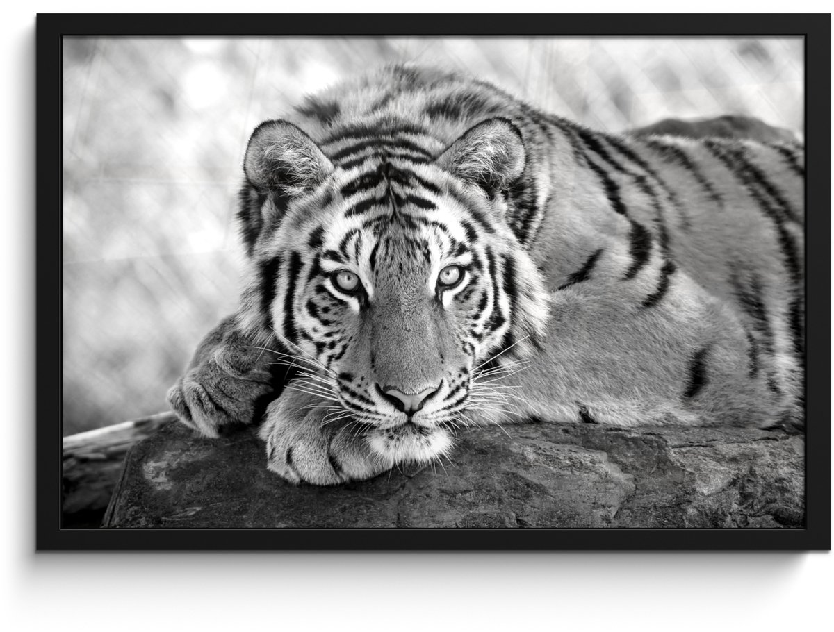 Poster in lijst - Fotolijst 60x40 cm - Posters - Tijger - Pup - Boomstam - Posterlijst zwa