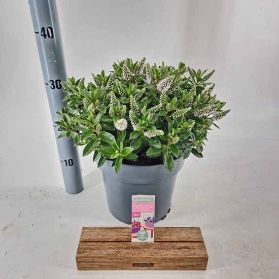 Hebe Donna 'White' avec des épis blancs dans un pot gris, 30-40 cm de haut.