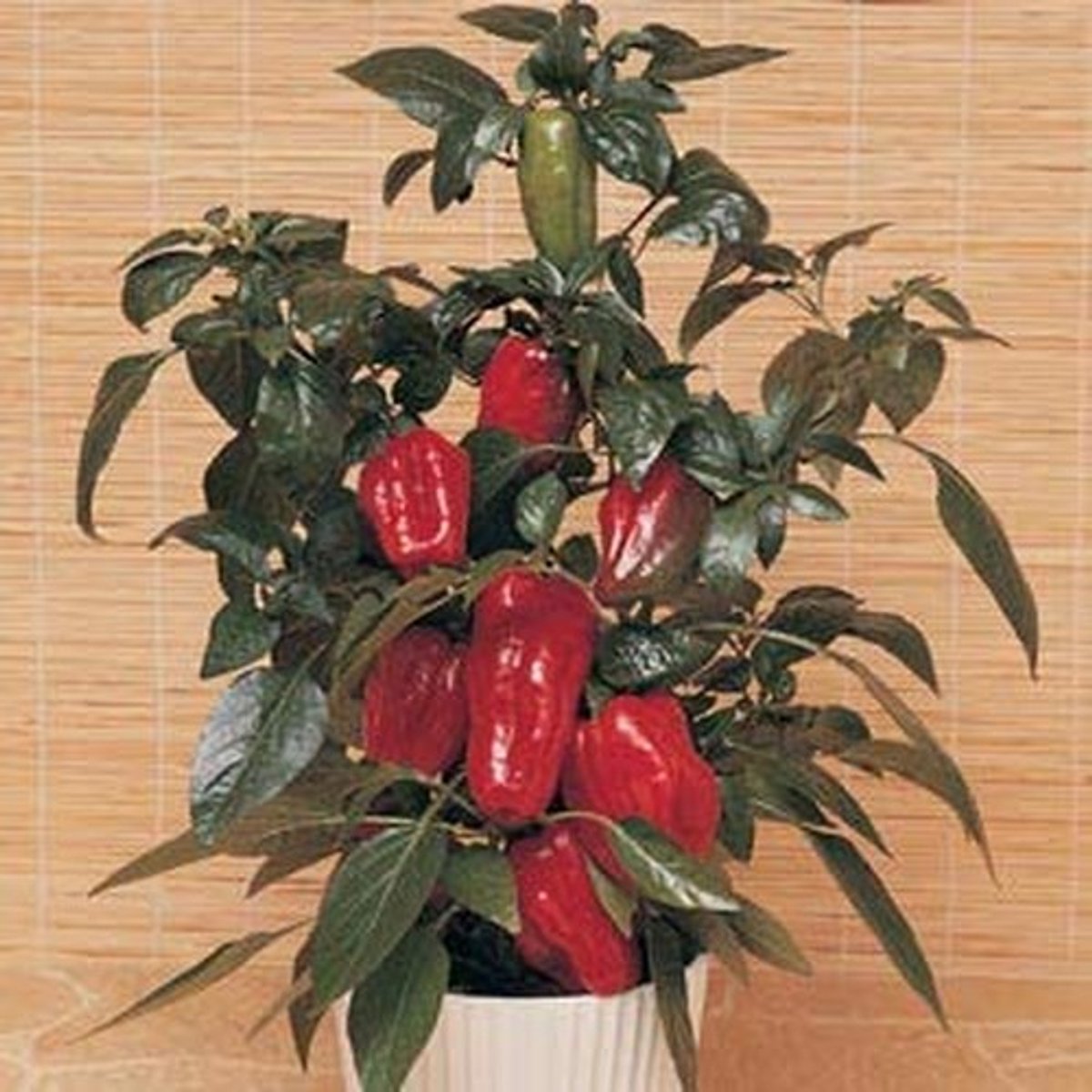 Elzusha - 10 Zaden van Rode Paprika voor Thuis kweken