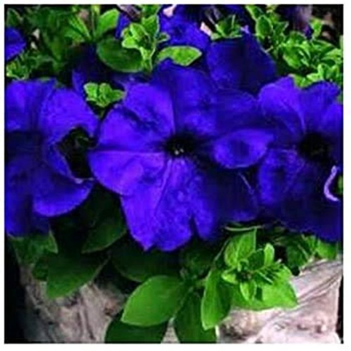 Elzusha - Dipladenia Sanderi Zaden 50 Stuks