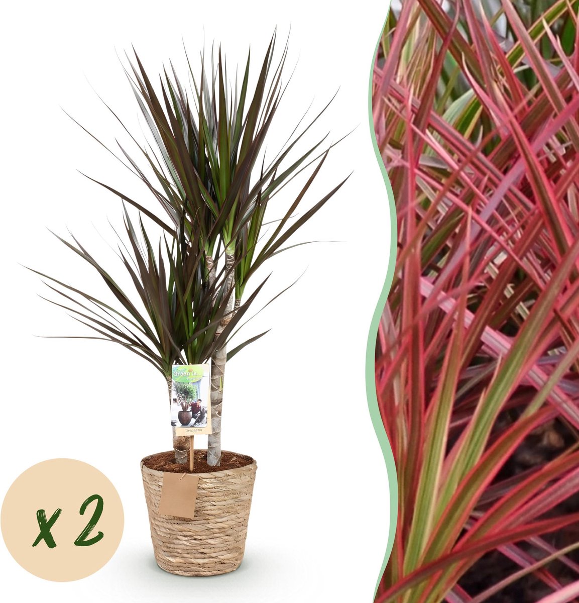 Green is... Kamerplanten - Dracaena Magenta - Drakenbloedboom - Weinig onderhoud - met mand - Groen - 2 Planten - Pot 17cm - Hoogte 70-80cm