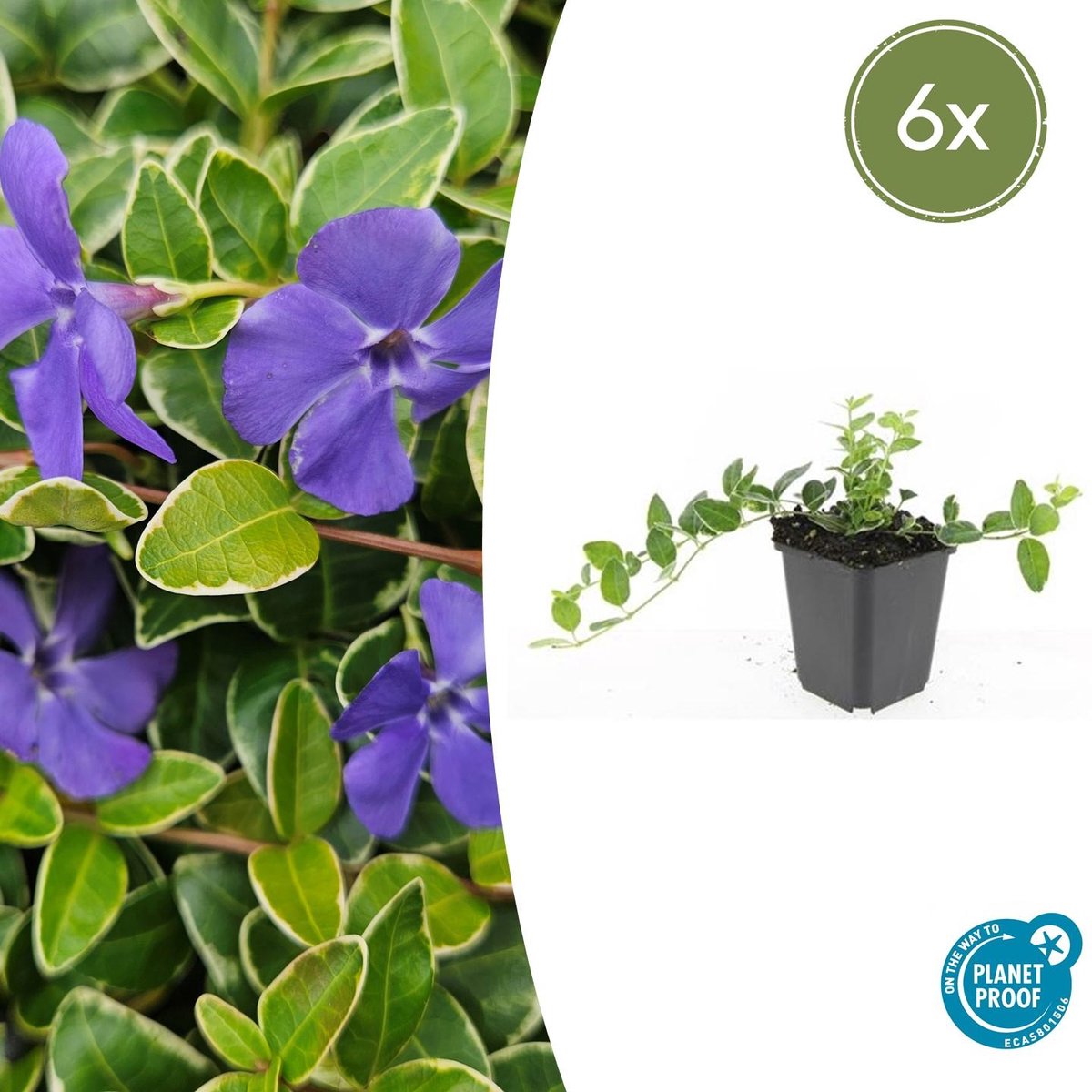 6x Vinca minor 'Argenteovariegata' - 10-25cm - Ø9cm
